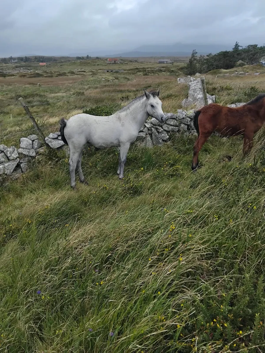 Two Connemara Filly Foals - Image 2
