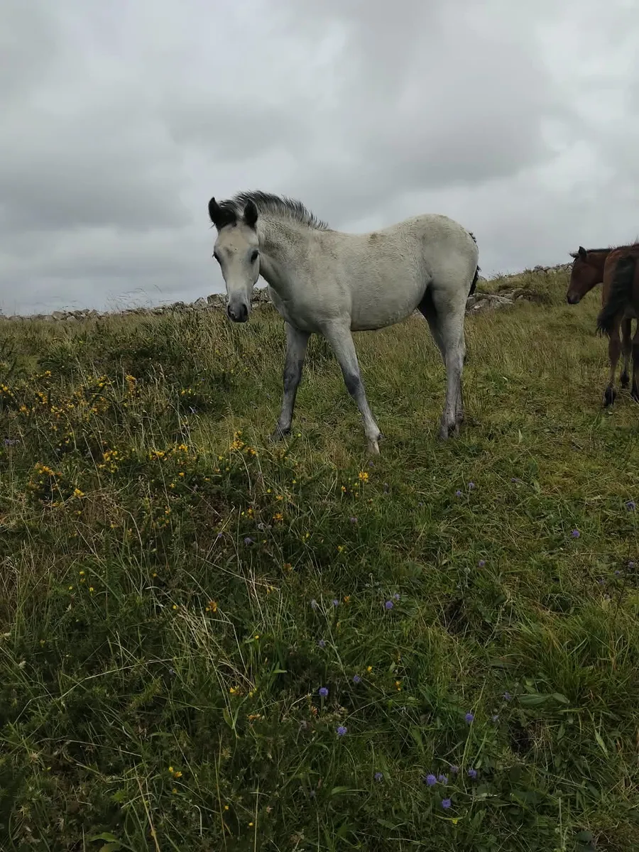 Two Connemara Filly Foals - Image 3