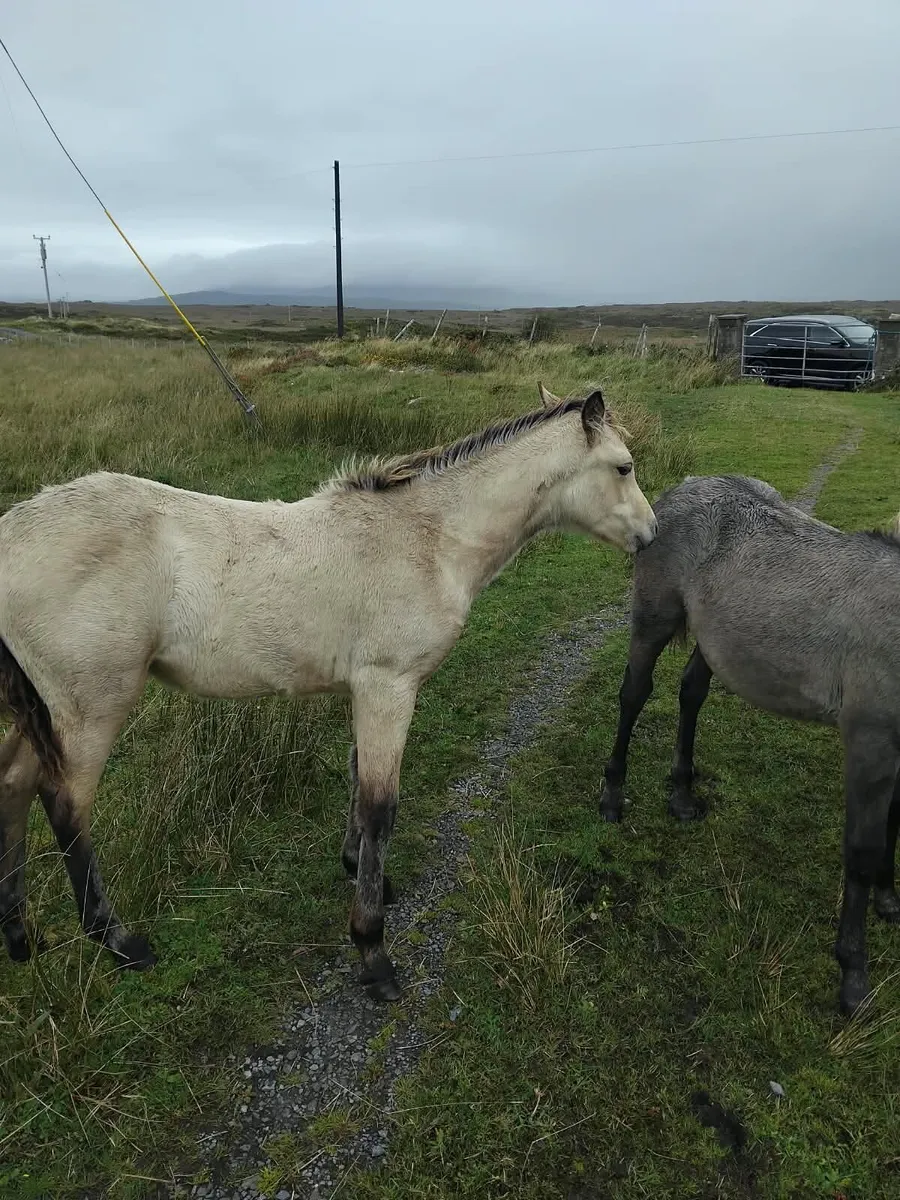 Two Connemara Filly Foals - Image 4