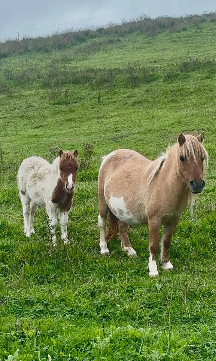 Falabella colt foal - Image 1