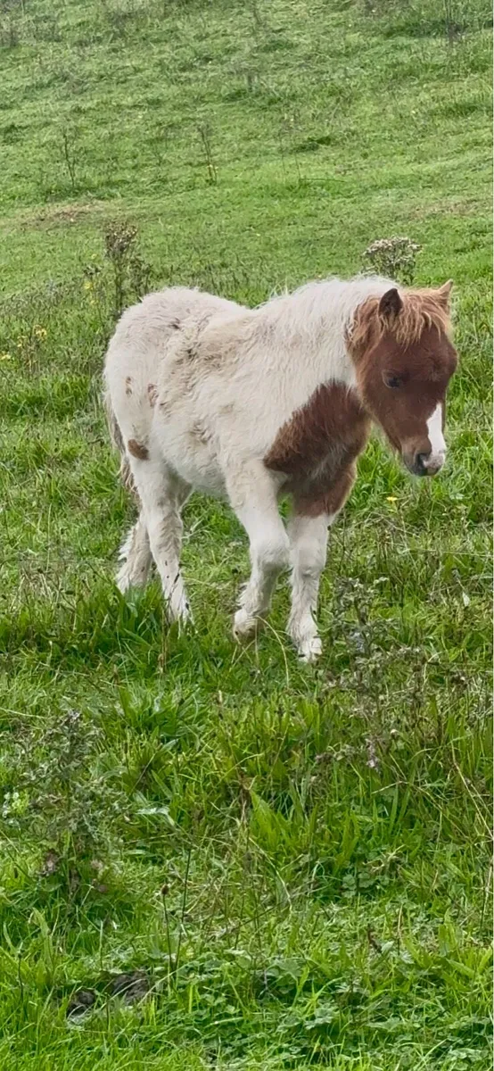 Falabella colt foal - Image 2