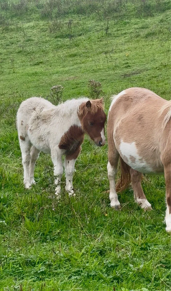 Falabella colt foal - Image 3