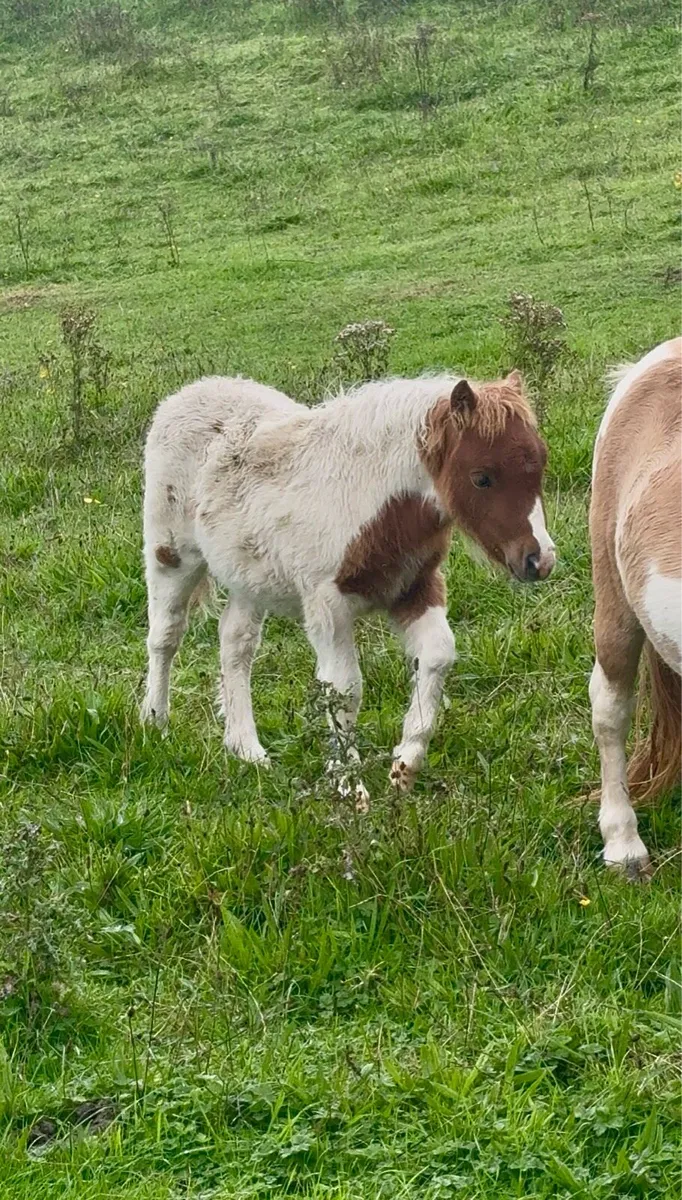 Falabella colt foal - Image 4