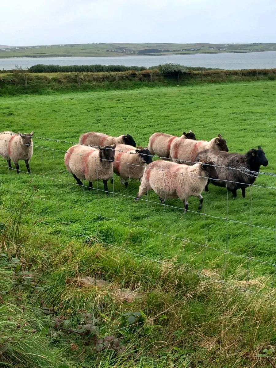 Hoggets - Image 2