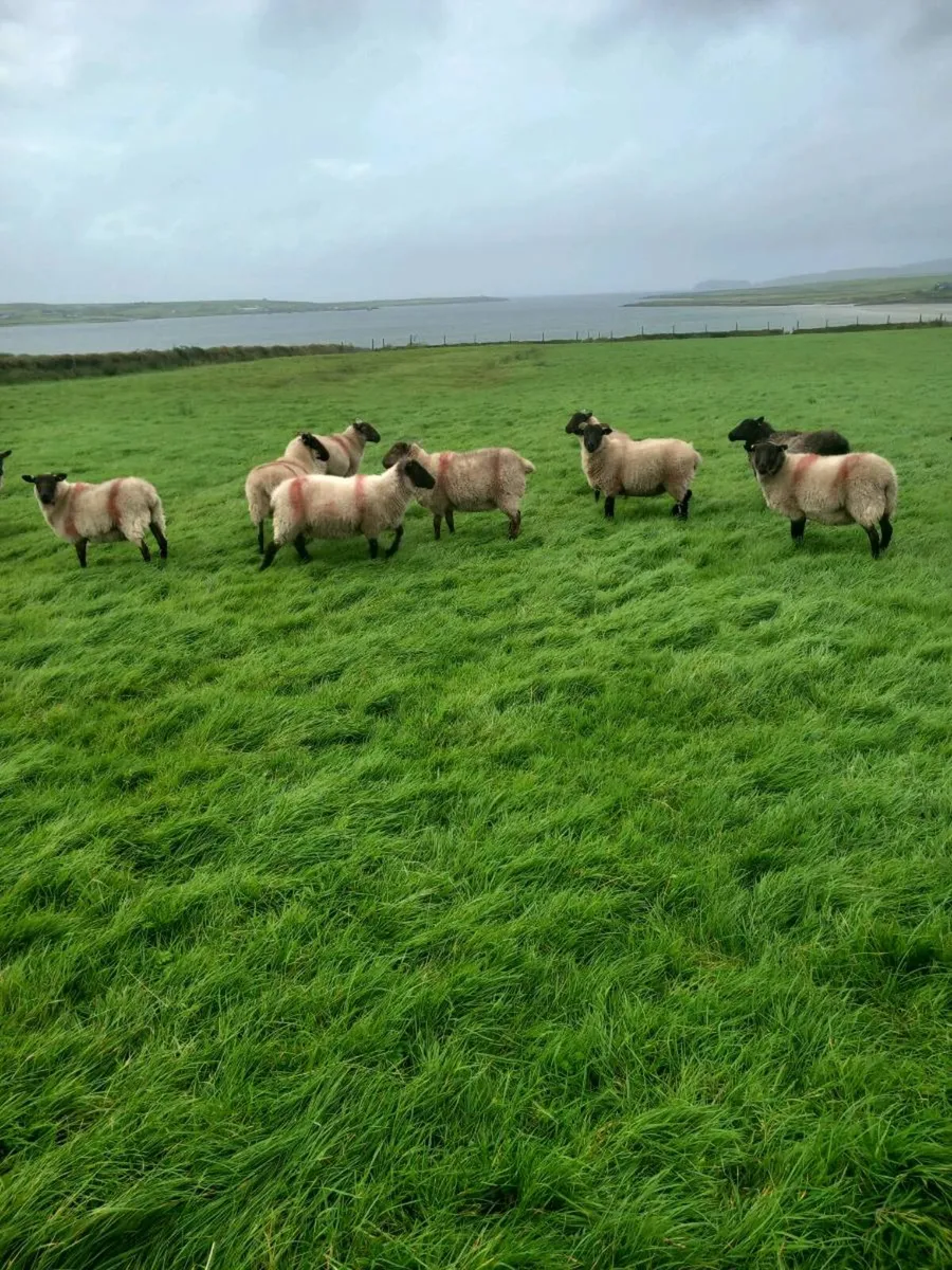 Hoggets - Image 1