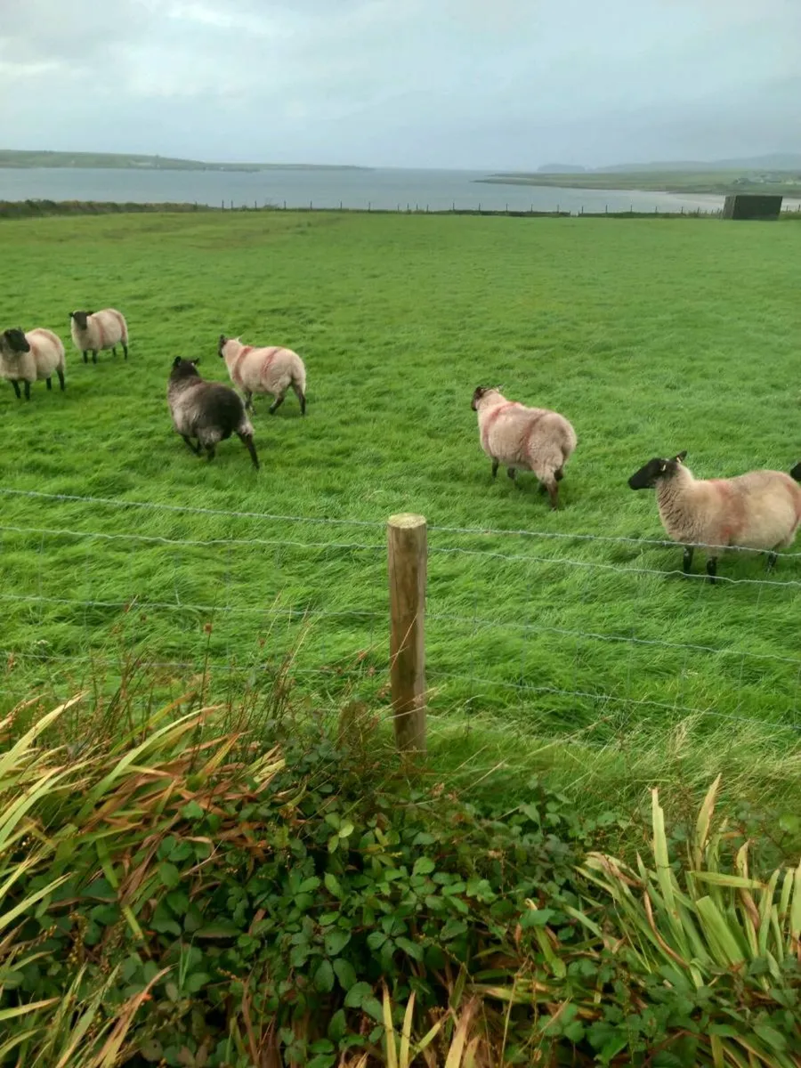 Hoggets - Image 3
