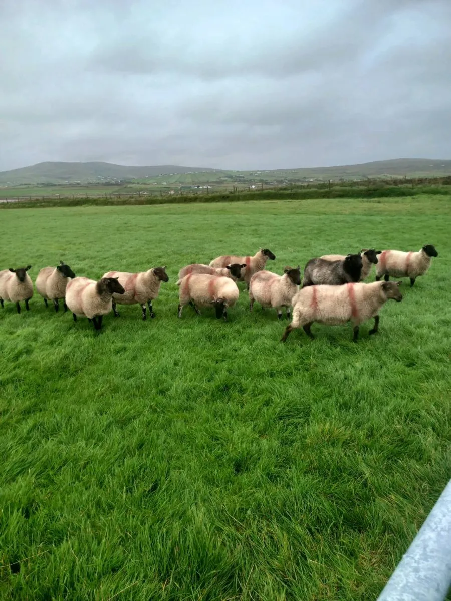 Hoggets - Image 1
