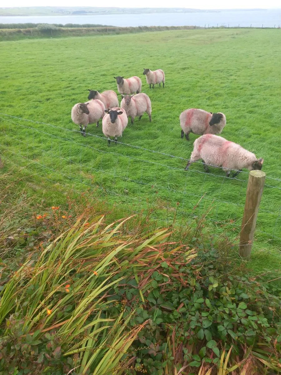 Hoggets - Image 2