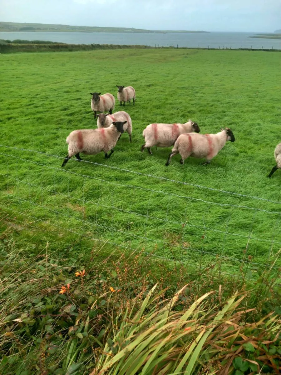 Hoggets - Image 3