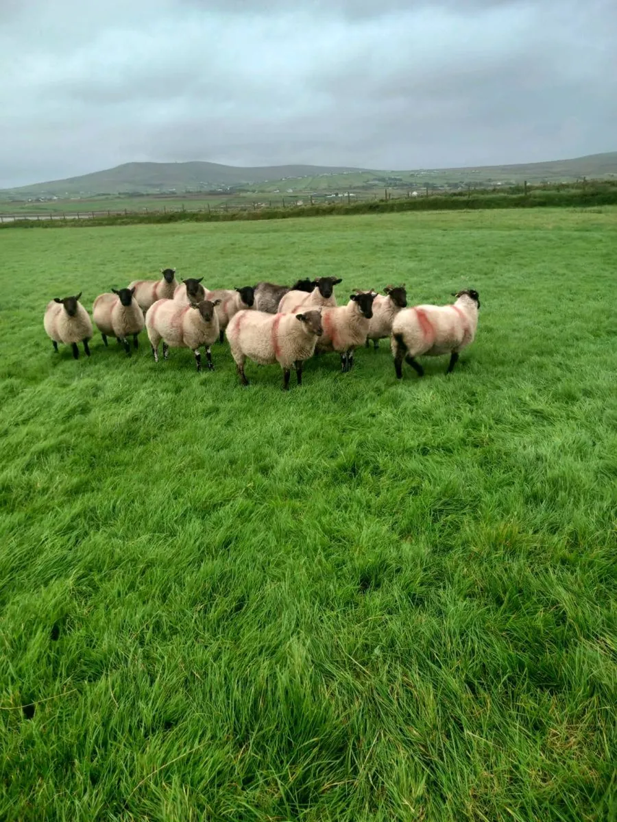 Hoggets - Image 4