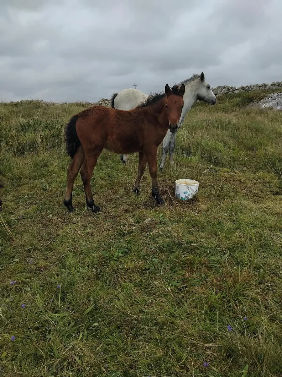 Two Connemara Colt Foals - Image 1