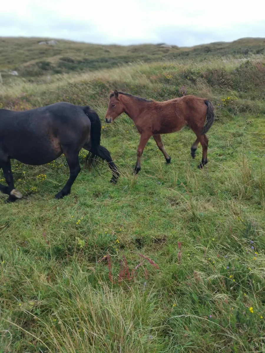 Two Connemara Colt Foals - Image 3