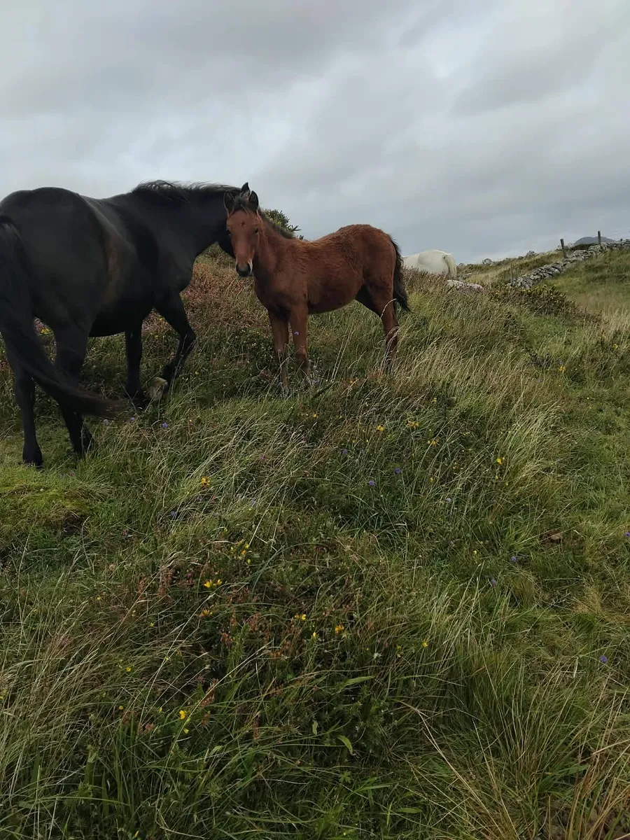 Two Connemara Colt Foals - Image 2