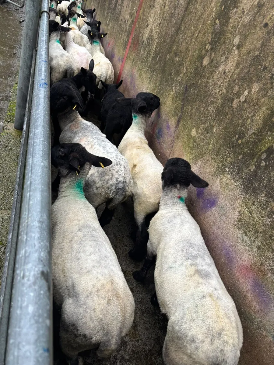 20 Suffolk ewe lambs - Image 1