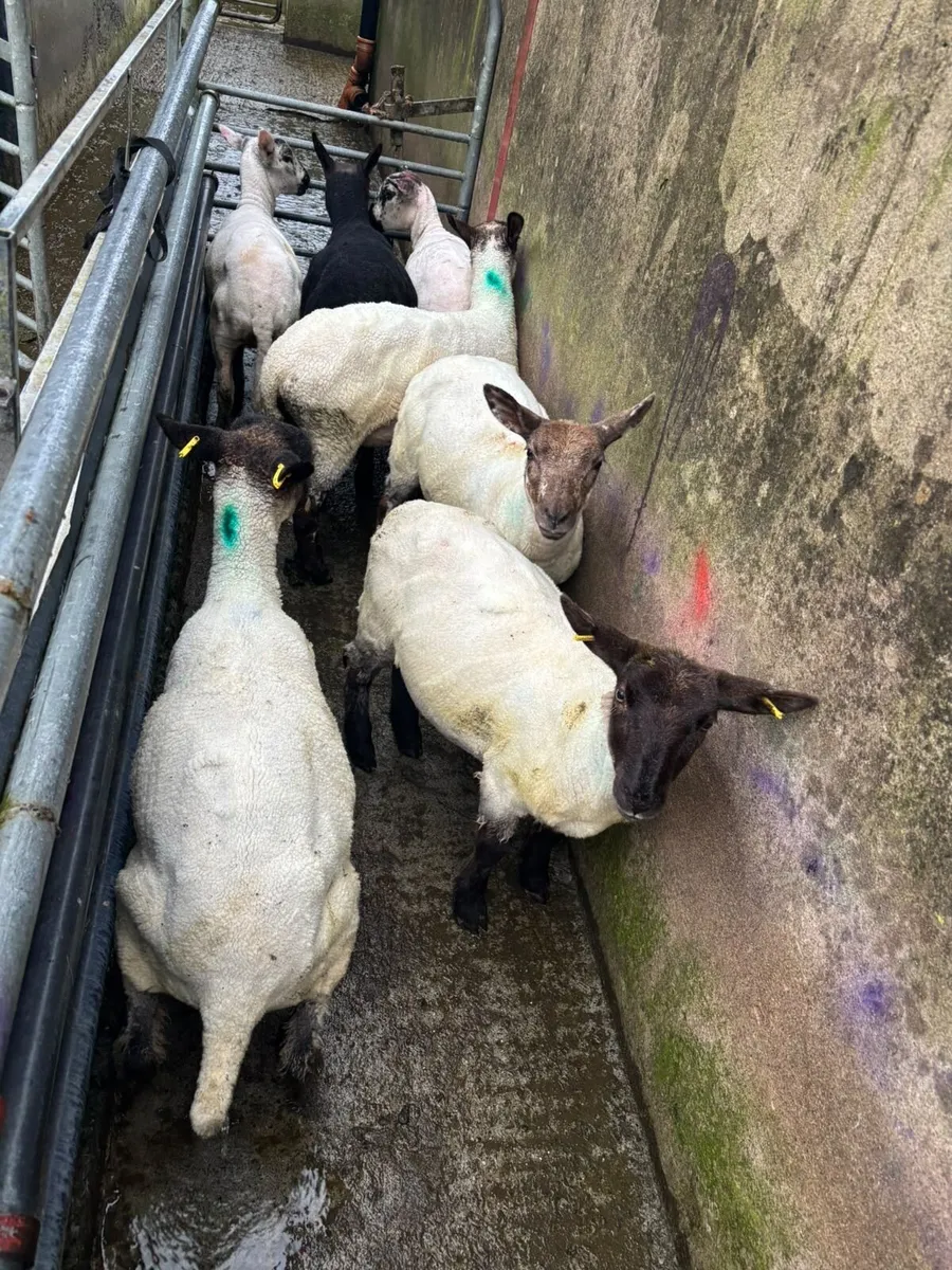 20 Suffolk ewe lambs - Image 2
