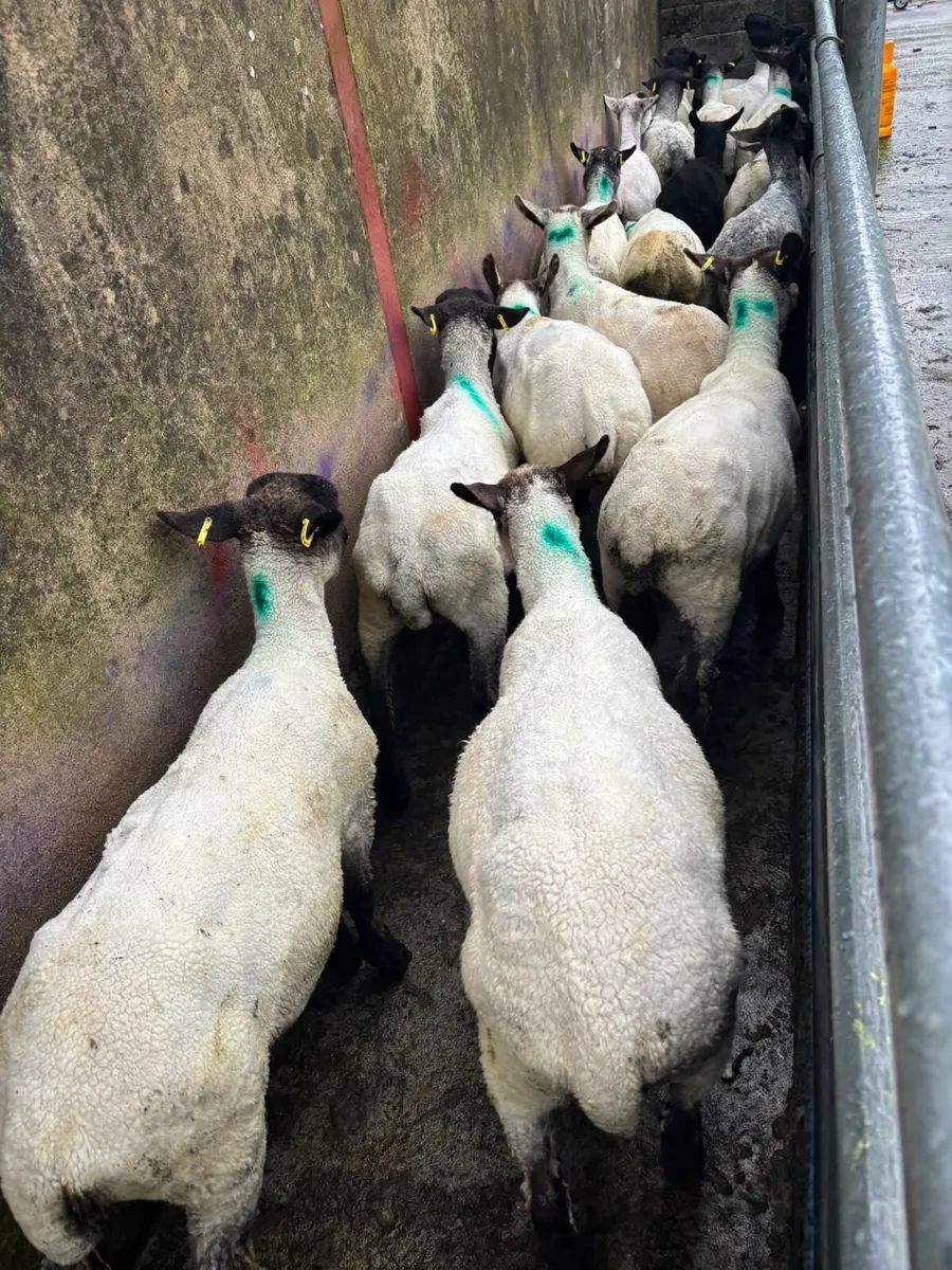 20 Suffolk ewe lambs - Image 3