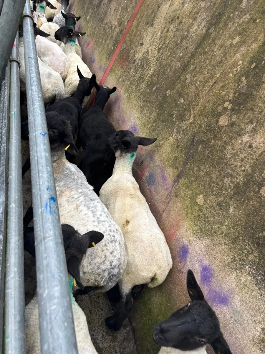 20 Suffolk ewe lambs - Image 4