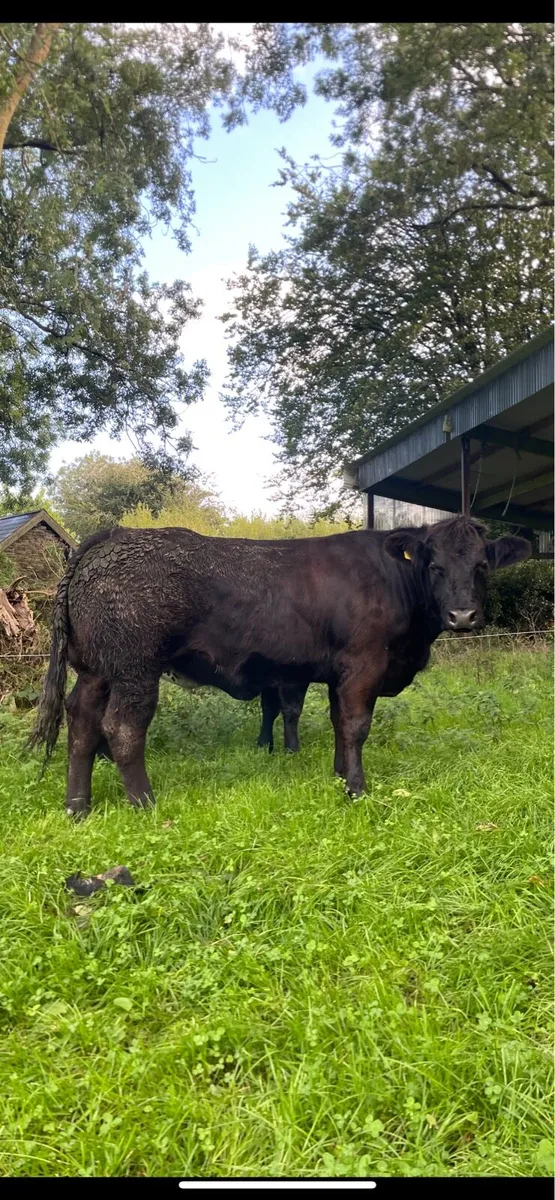 ⭐️ incalf hefiers  ⭐️ - Image 1