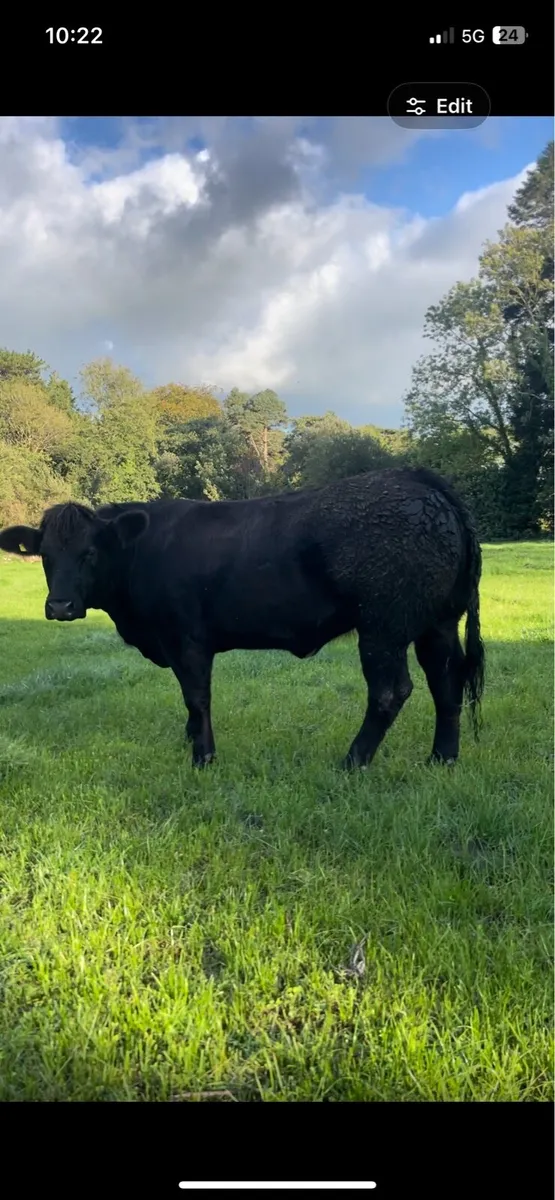⭐️ incalf hefiers  ⭐️ - Image 2