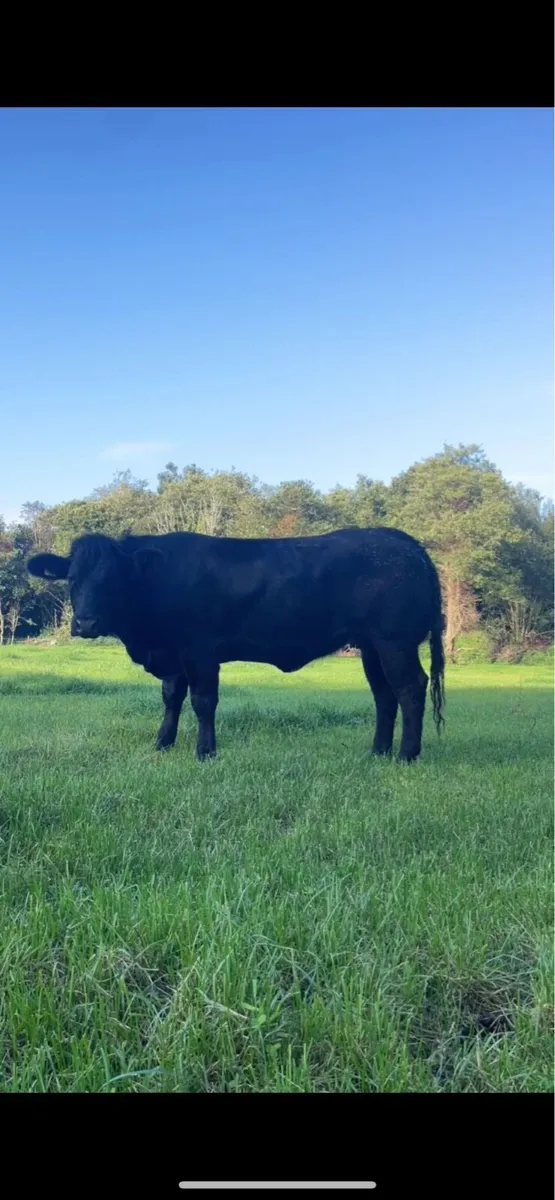 ⭐️ incalf hefiers  ⭐️ - Image 3