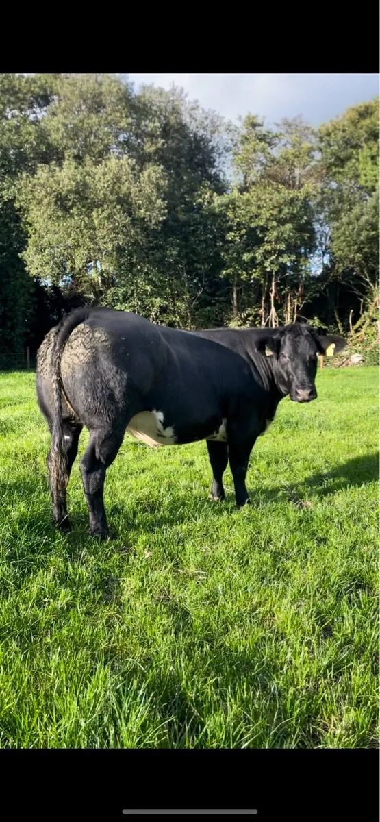 ⭐️ incalf hefiers  ⭐️ - Image 4