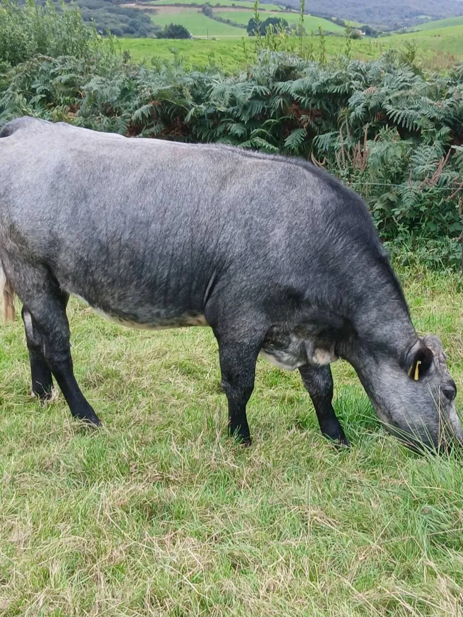 In Calf Heifers - Image 1