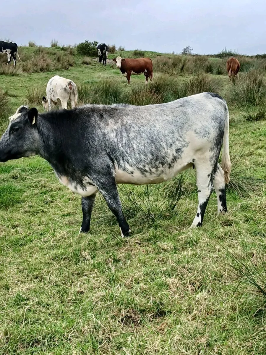 In Calf Heifers - Image 2