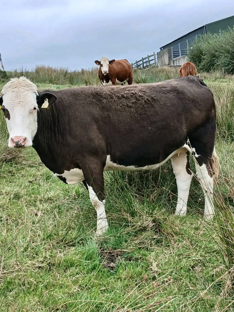 In Calf Heifers - Image 3