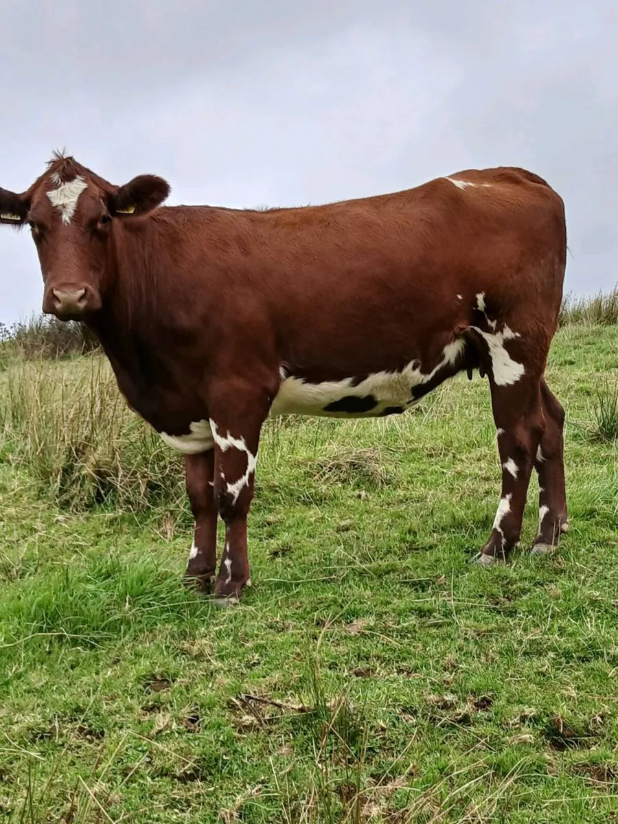 In Calf Heifers - Image 4