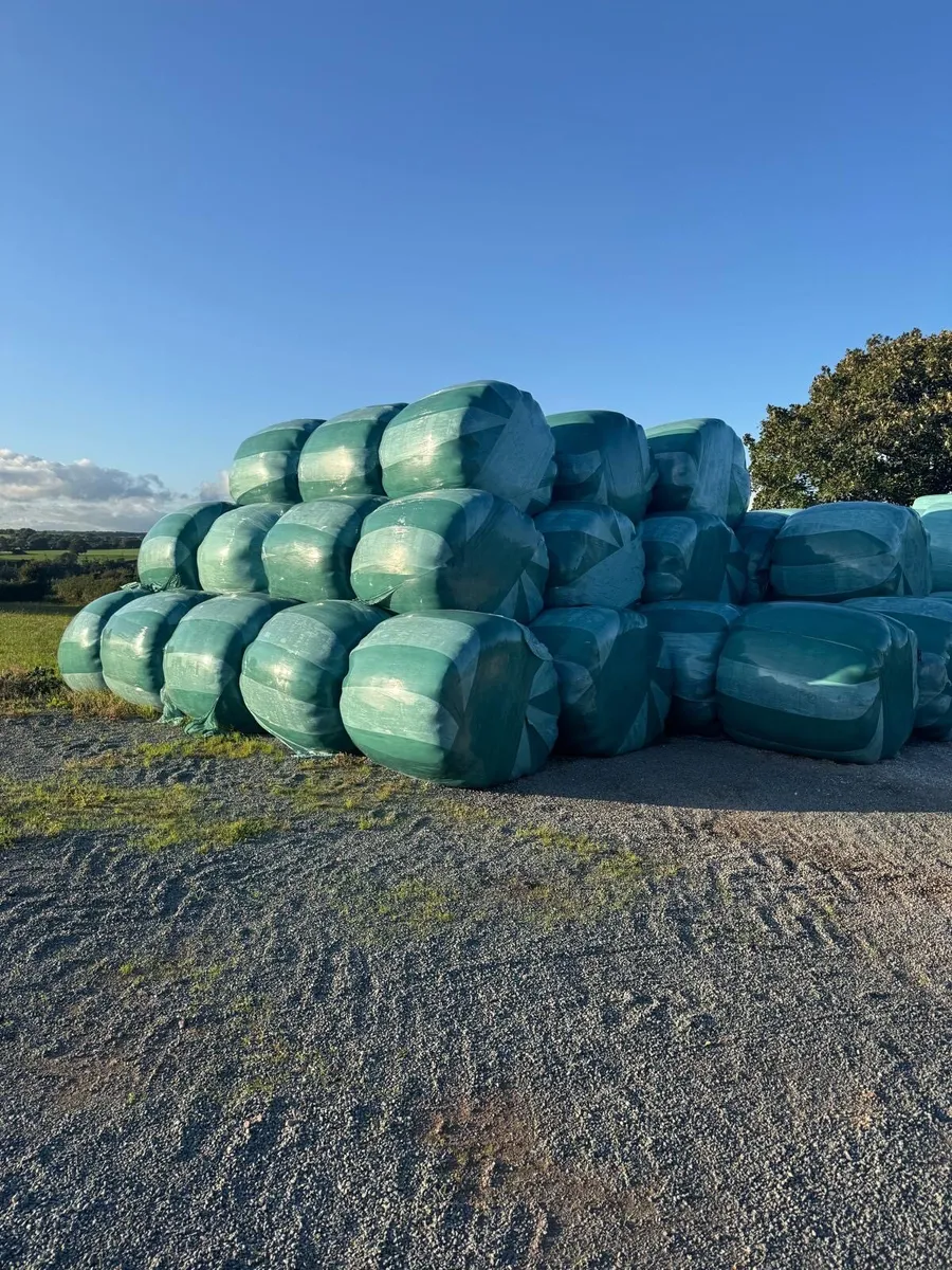 Quality Silage for sale