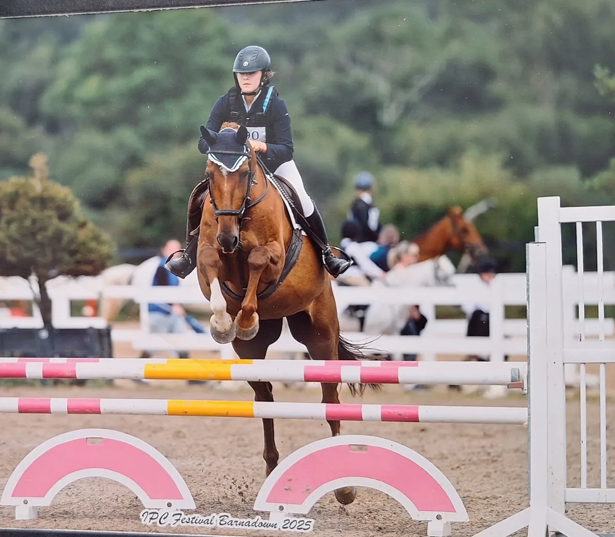 16.2 Irish Sport Horse - Image 1