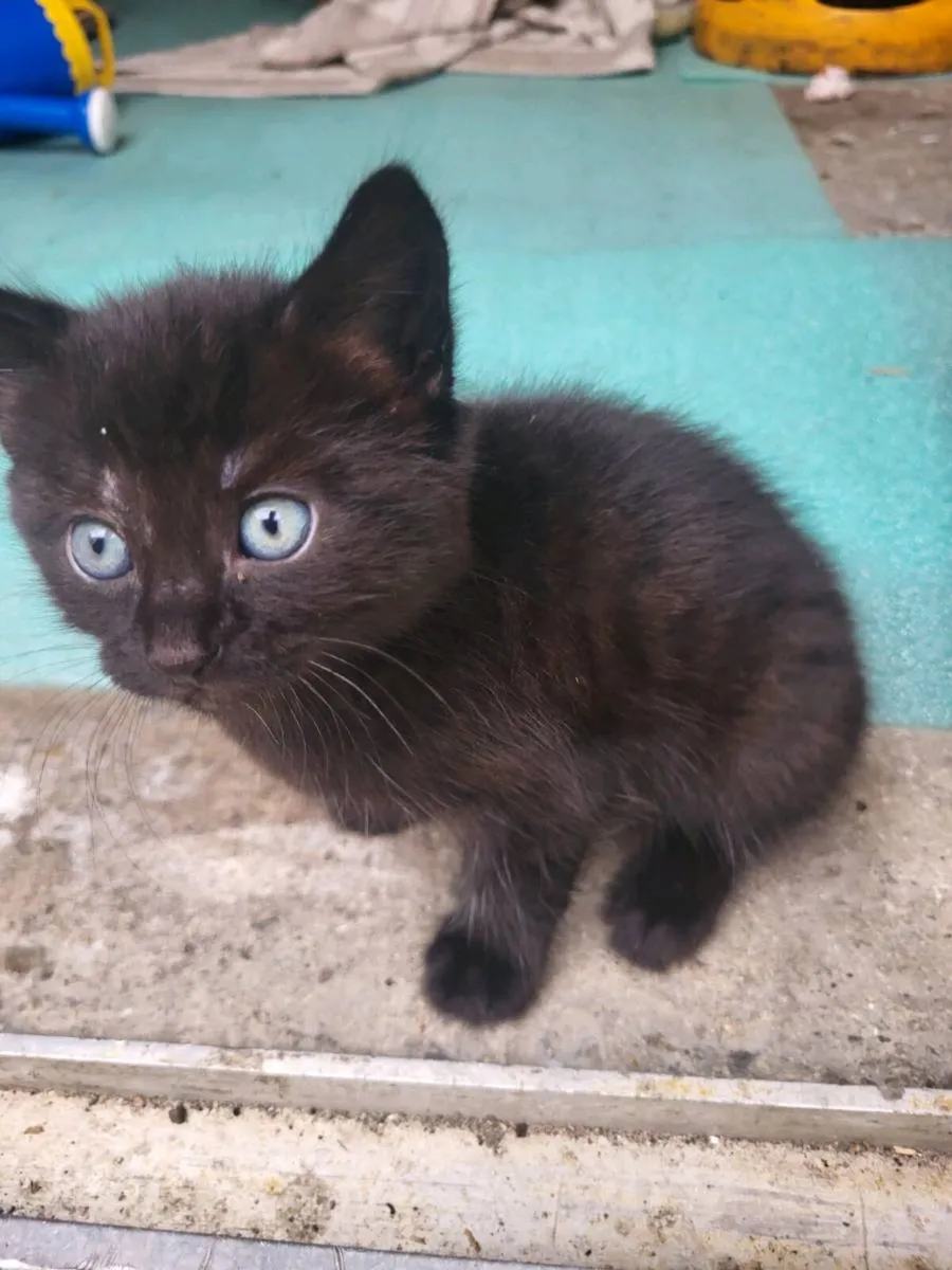 Kittens - Image 1