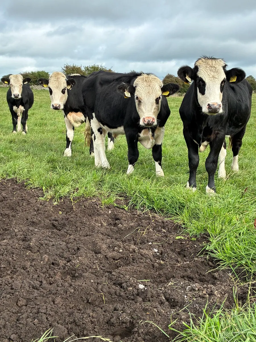Angus & Hereford bullocks - Image 4