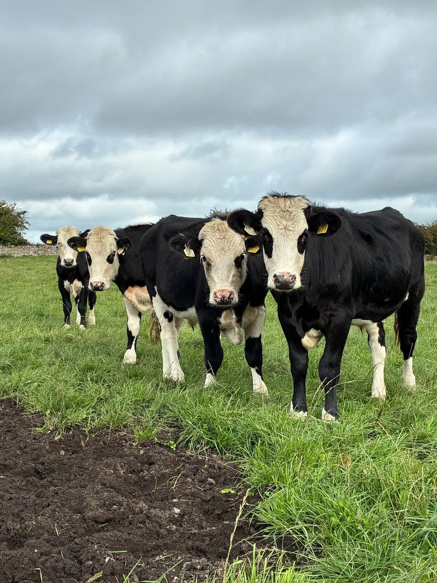 Angus & Hereford bullocks - Image 1