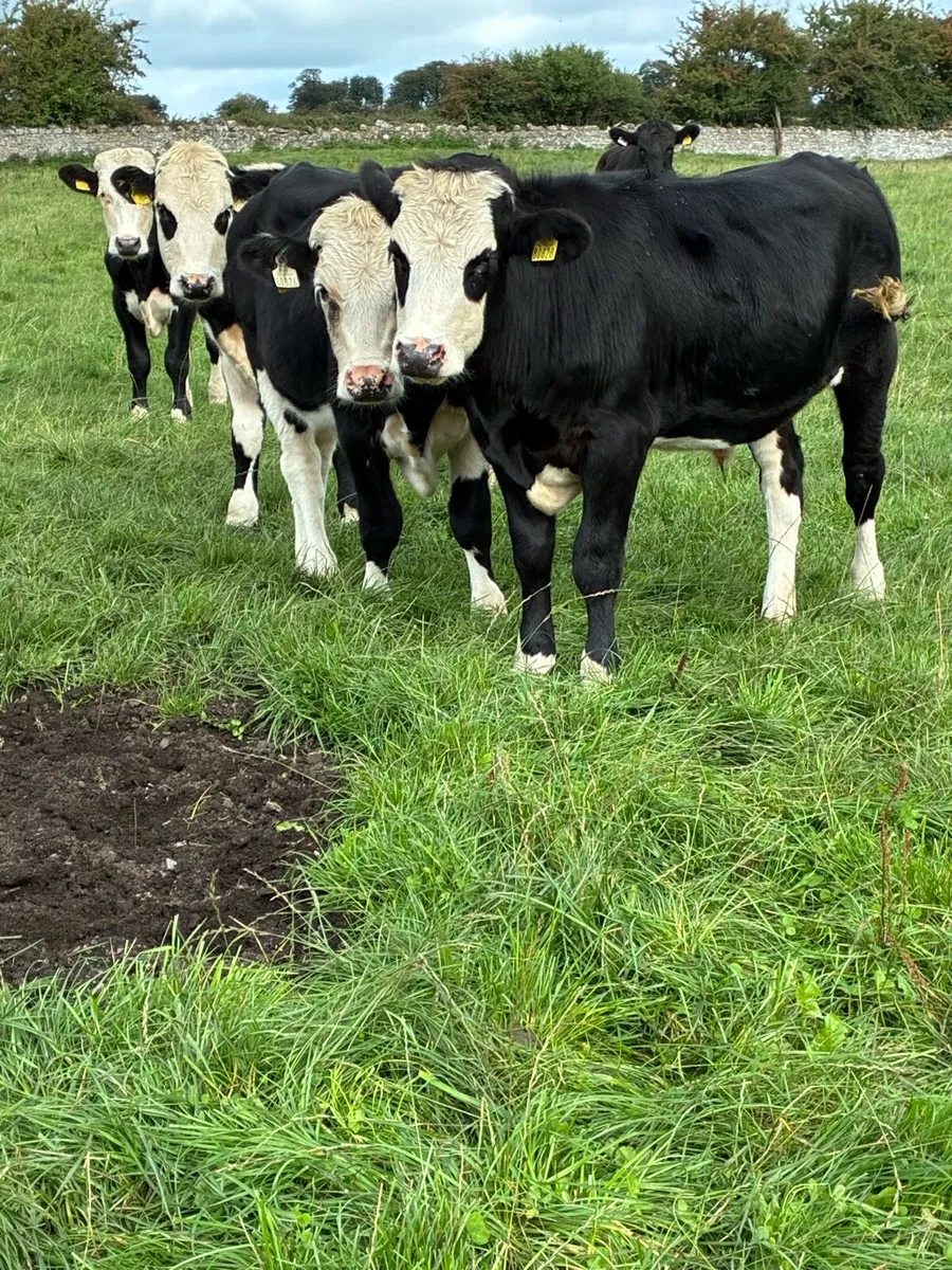 Angus & Hereford bullocks - Image 2