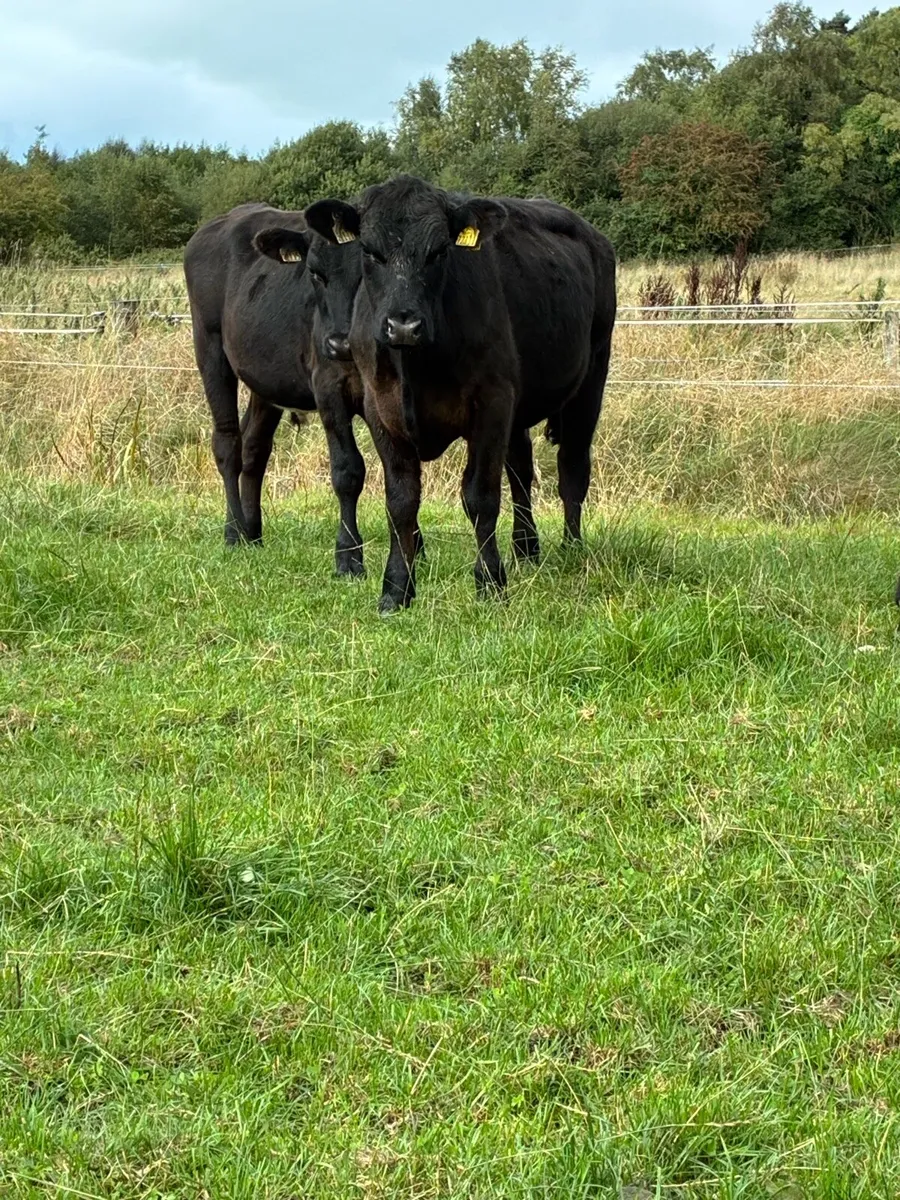 Angus & Hereford bullocks - Image 3