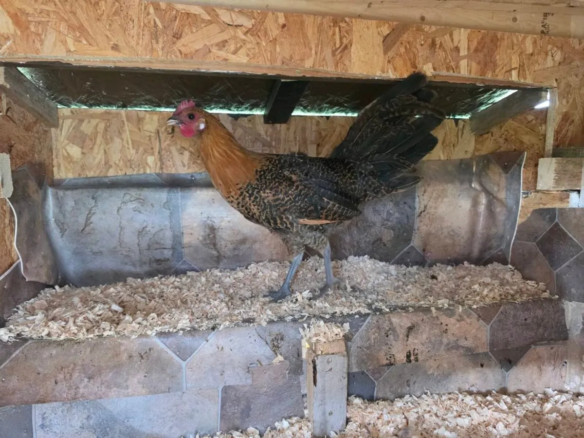 Ayam Cemani & Golden Campine Rooster for sale - Image 2