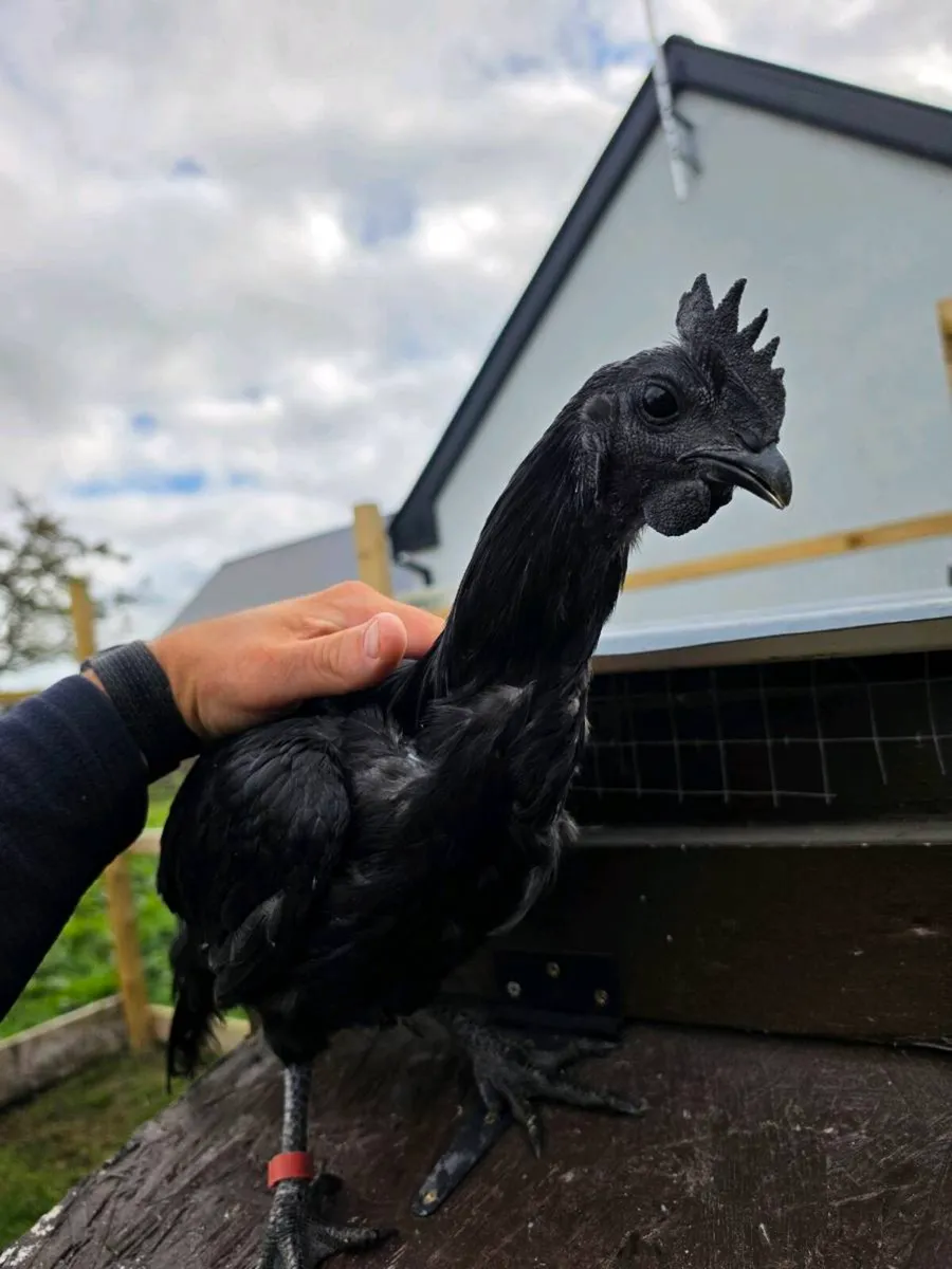 Ayam Cemani & Golden Campine Rooster for sale - Image 3