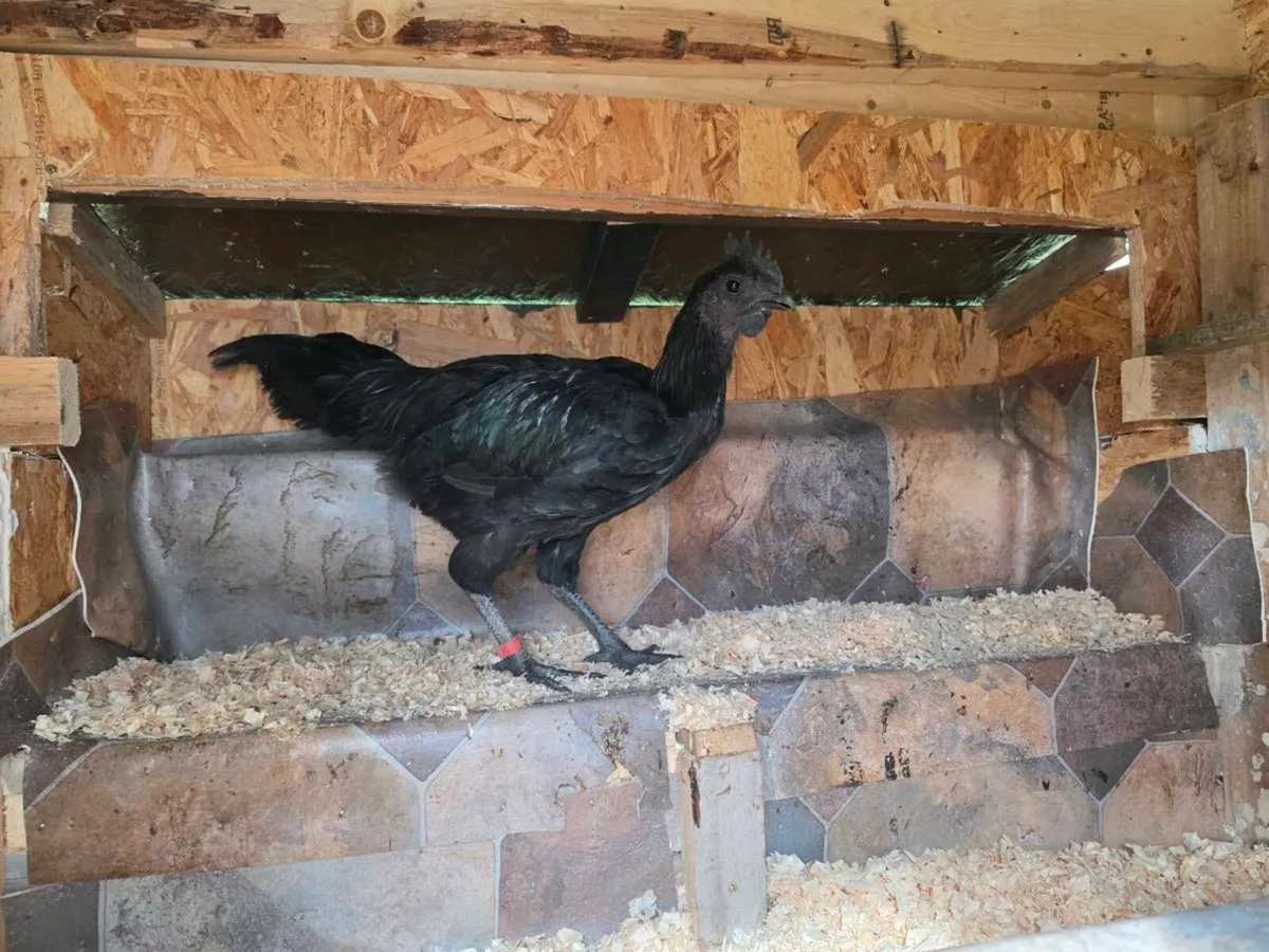 Ayam Cemani & Golden Campine Rooster for sale - Image 4