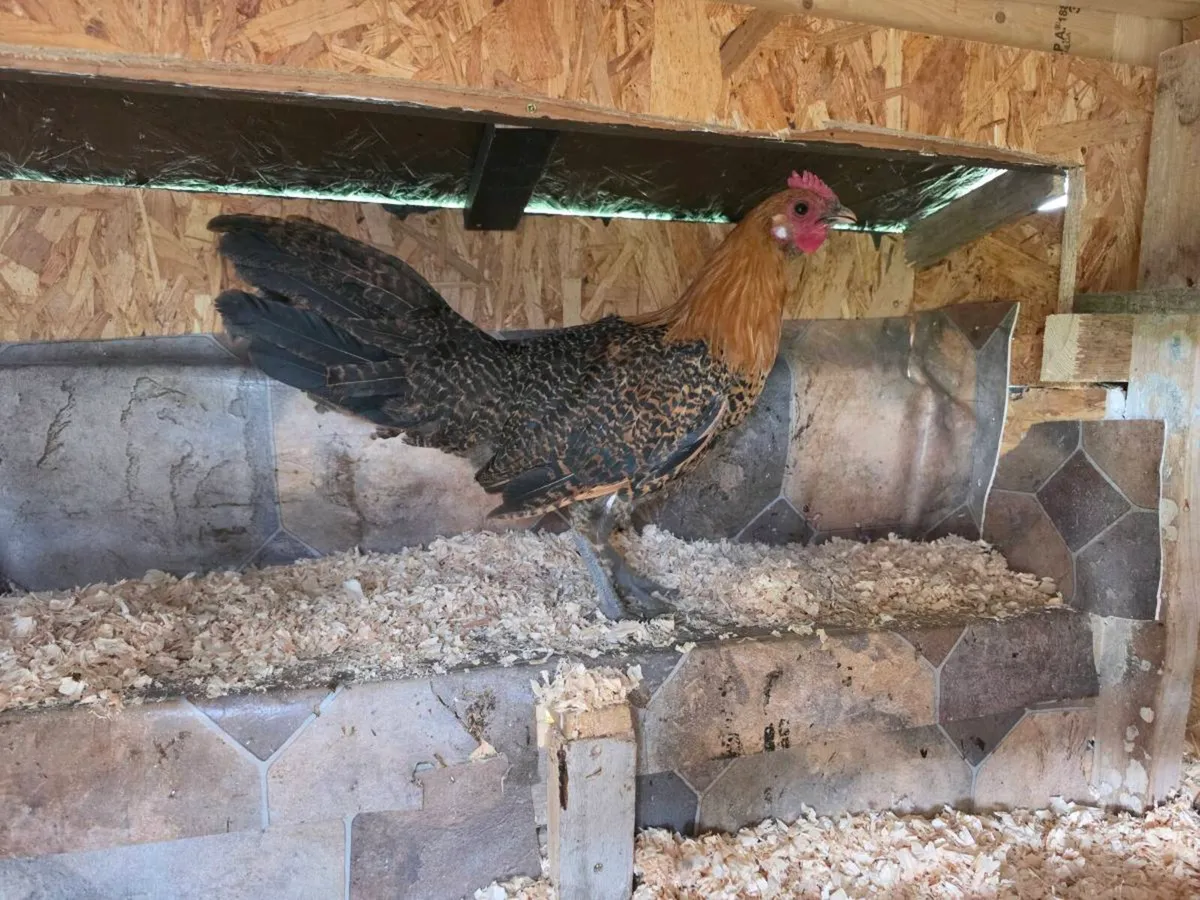 Golden Campine Rooster 🐓 - Image 2