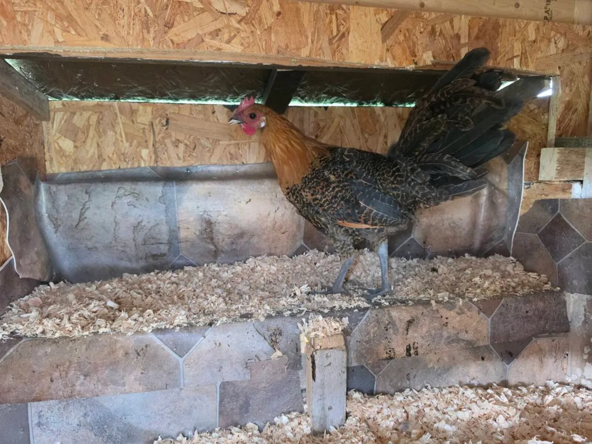 Golden Campine Rooster 🐓 - Image 3