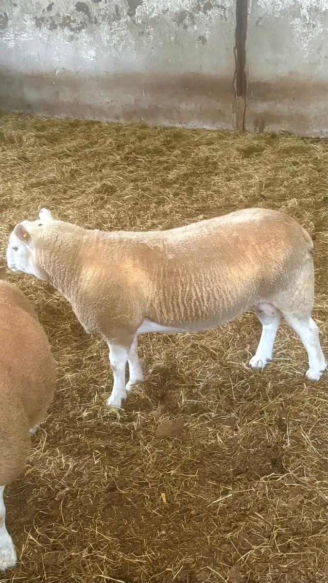 Texel Rams - Image 2
