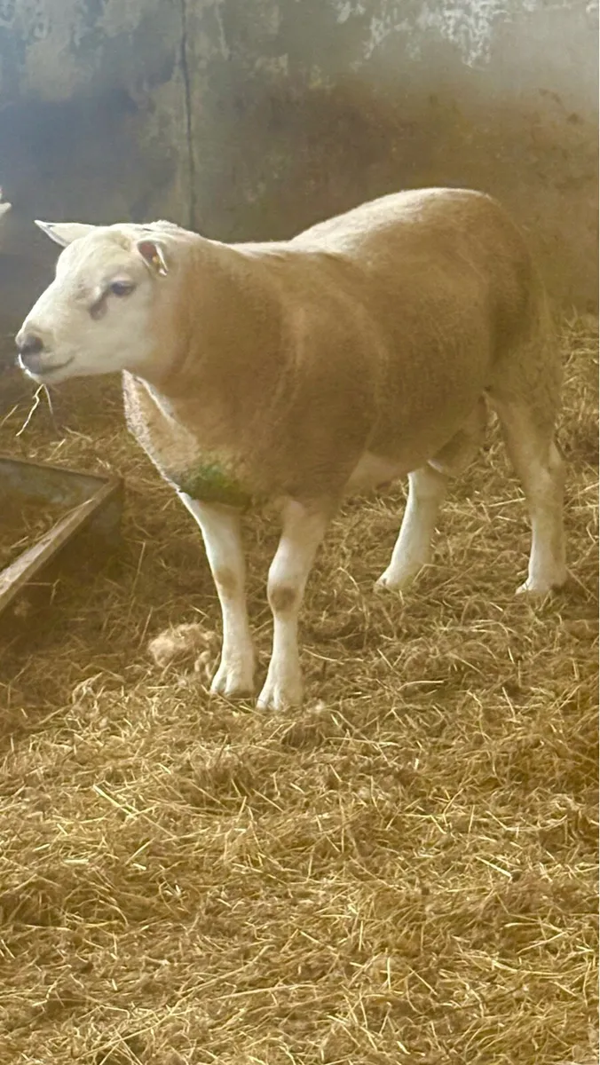Texel Rams - Image 3
