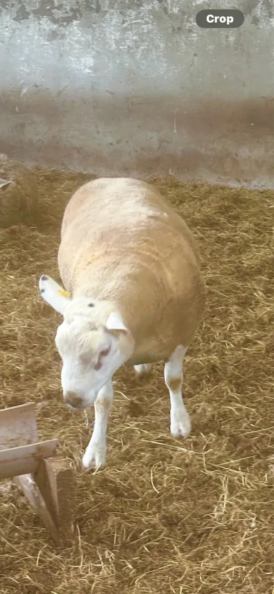 Texel Rams - Image 4
