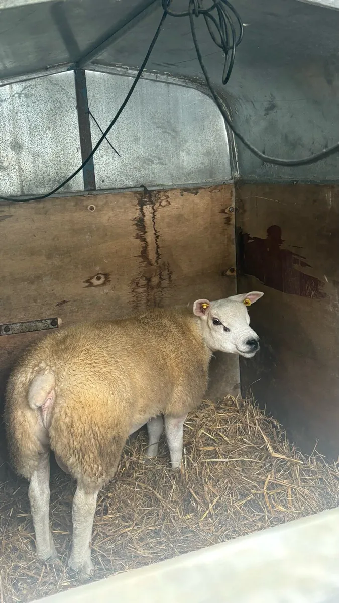 Texel Rams - Image 2