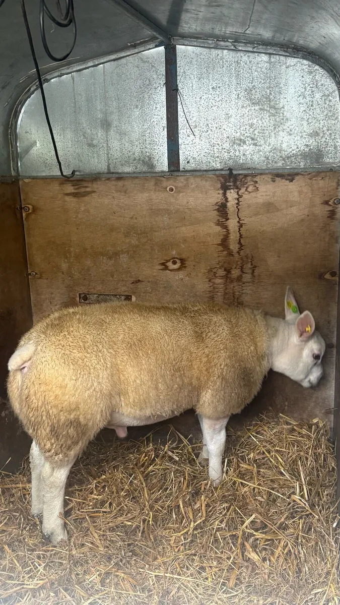 Texel Rams - Image 4