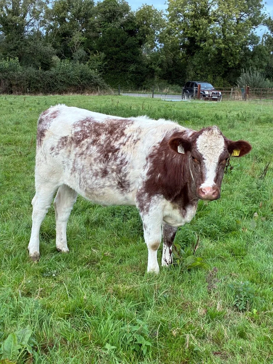 Shorthorn heifers - Image 3