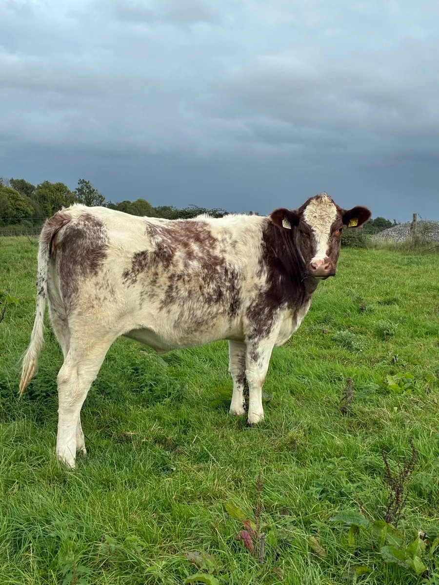 Shorthorn heifers - Image 1