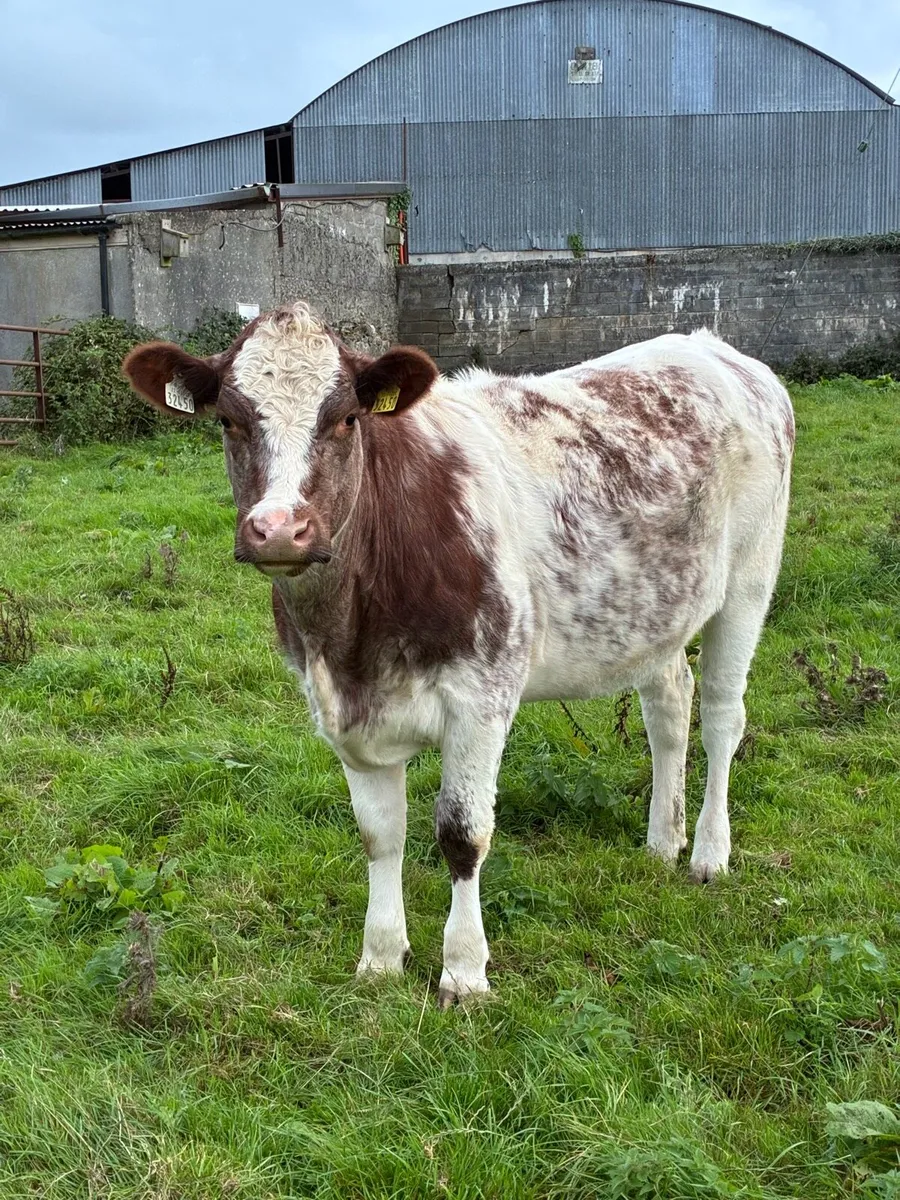 Shorthorn heifers - Image 2