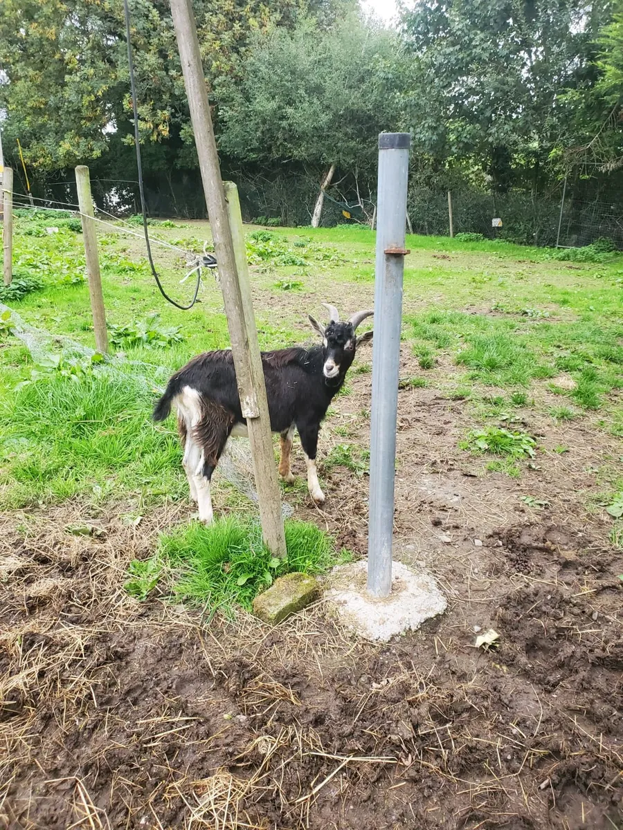 Puc goat - Image 1